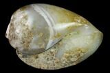 Polished, Chalcedony Replaced Gastropod Fossil - India #133517-1
